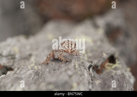 geco di vitattus Foto Stock