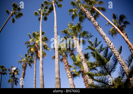 Palme Foto Stock