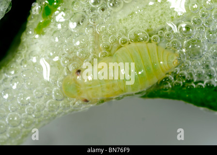 Comune (froghopper Philaenus spumarius) ninfa tra il cuculo sputare bolle Foto Stock