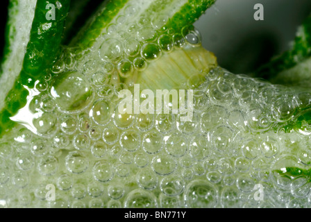 Comune (froghopper Philaenus spumarius) ninfa tra il cuculo sputare bolle Foto Stock