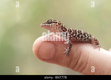 Gecko vittatus rettile lucertola fauna animale detenuto australiano di tenere un dito Foto Stock