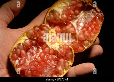 Mano che regge un frutto di melograno aperto a metà Foto Stock