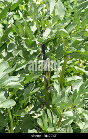 Infestazione di chicco nero afidi (Aphis fabae) su un largo bean stelo Foto Stock