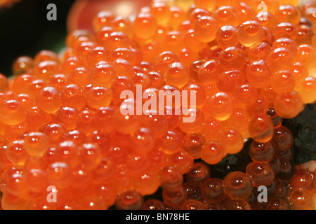 Rulli Di Sushi Con Le Uova Di Pesci Di Color Salmone Immagine Stock -  Immagine di chiusura, pesci: 18700689