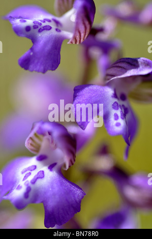 Green Winged Orchid o venature verdi Orchid fotografato nel Galles del Nord Regno Unito Foto Stock