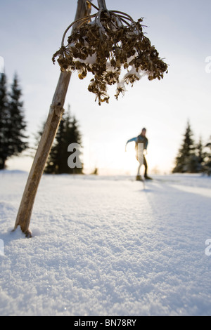 La donna lo sci nordico sul Baycrest Piste da sci in inverno vicino a Omero, Penisola di Kenai, Alaska Foto Stock