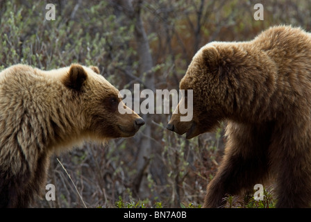 Sow e cub grizzly faccia a faccia a Sable passano nel Parco Nazionale di Denali in Alaska, durante la primavera Foto Stock
