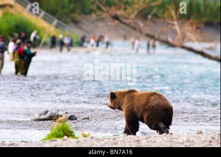 Un orso bruno per la pesca del salmone sul fiume russo con i pescatori in background, Penisola di Kenai, Alaska Foto Stock