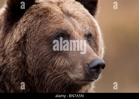 CAPTIVE: Ritratto di un adulto orso grizzly, Alaska Wildlife Conservation Centre, Alaska Foto Stock