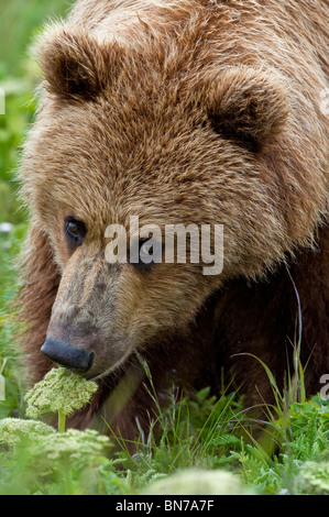 Close up di orso bruno mangiare erbe Hallo Bay, Katmai National Park, Alaska, estate Foto Stock