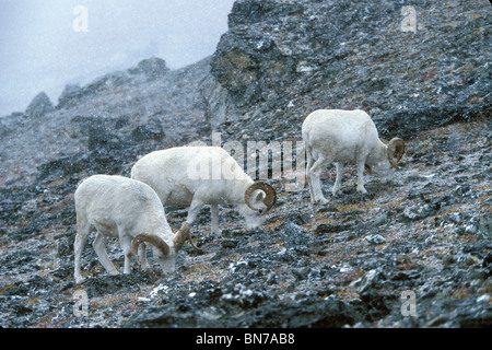 Dall pecore arieti alimentando in un inizio di caduta tempesta di neve, Primrose Ridge, il Parco Nazionale di Denali, Alaska Foto Stock