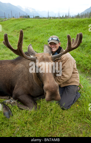 Un tirocinante presso l'Alaska Wildlife Conservation Centre pone con un toro di alci, Alaska Foto Stock