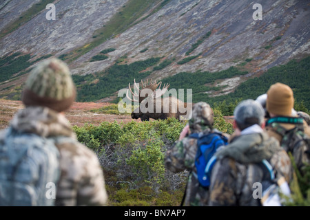 Guardare la gente Alaska bull moose a distanza ravvicinata durante la routine, Powerline Pass, Chugach State Park, Chugach Mountains, Alaska Foto Stock