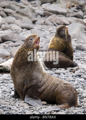 Maschio territoriale Nord le foche in allevamento rookery, estate, Isola di San Paolo, Alaska Foto Stock