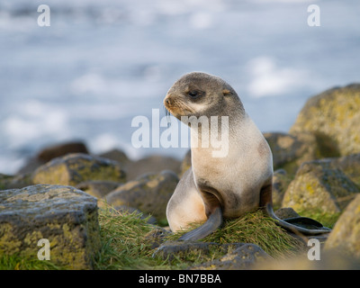 Ritratto di un adolescente Northern pelliccia sigillo, Isola di San Paolo, Alaska, estate Foto Stock