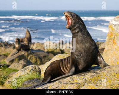 Ritratto di un adolescente Northern pelliccia sigillo, Isola di San Paolo, Alaska, estate Foto Stock