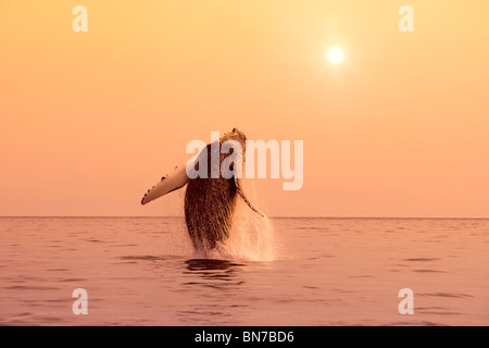 Humpback Whale violare nel passaggio interno SE AK retroilluminato estate Foto Stock