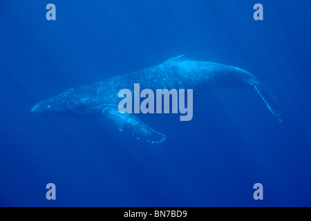 Humpback Whale w/i raggi di luce solare in acqua Maui Hawaii Foto Stock