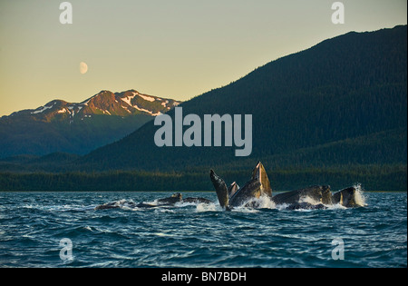 Un pod di balene humpack bubblenet alimentando in Lynn Canal come la luna sorge su Admiralty isola nei pressi di Juneau, in Alaska Foto Stock