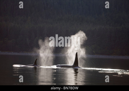 Orca balene superficie lungo una linea costiera boschiva in Alaska il passaggio interno, Admiralty Island, Tongass National Forest, Alaska Foto Stock