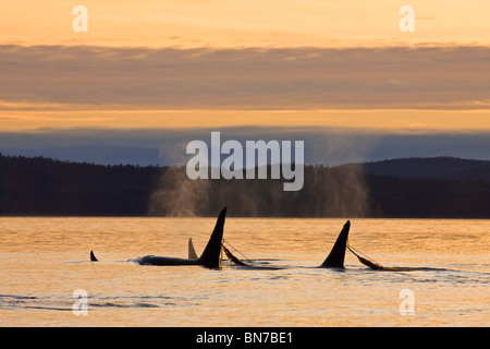 Orca le balene in superficie mentre giocando in un letto di fuco al tramonto, all'interno del passaggio, Admiralty Island, Tongass National Forest, Alaska Foto Stock