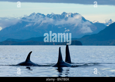 COMPOSTIE: Orca balene in superficie Lynn Canal con la costa montagne sullo sfondo, all'interno del passaggio, Alaska Foto Stock