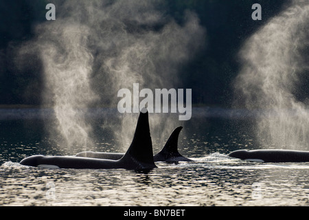 Composito: Orca balene superficie lungo una costa boscosa, all'interno del passaggio, Admiralty Island, Tongass National Forest, Alaska Foto Stock