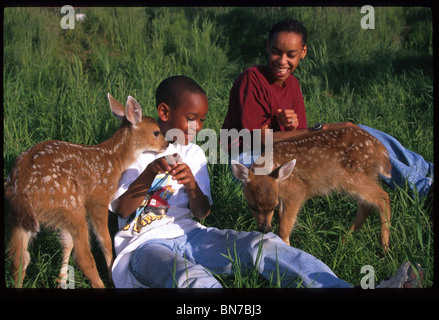 Ragazzo Animali Domestici Sitka coda nera Fawn Big Game Alaska SC AK estate ritratto Foto Stock