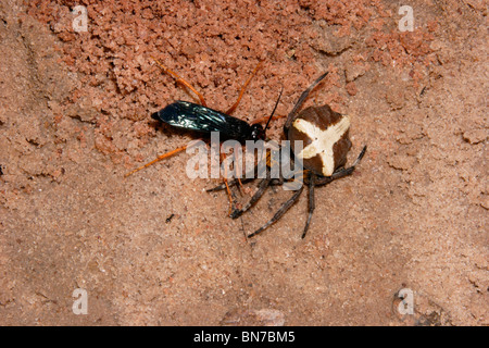 Spider-caccia wasp (Pompilidae) trascinando una grande orb-web spider (Megaraneus gabonensis) al suo scavano nella foresta pluviale, Ghana. Foto Stock