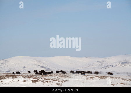 Muskox armento sulla cresta spazzate dal vento durante il periodo invernale sulla penisola di Seward, vicino a Nome, Alaska Foto Stock