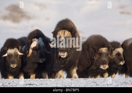 Coppia & young muschio-ox tori con le mucche in una linea difensiva durante l'inverno sulla penisola di Seward vicino a Nome, Arctic Alaska Foto Stock