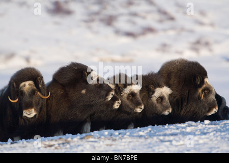 Il muschio-ox in una linea difensiva durante l'inverno sulla penisola di Seward vicino a Nome, Arctic Alaska Foto Stock