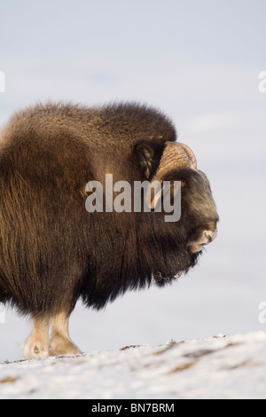 Muskox bull standing costeggiata sulla tundra ghiacciata durante l'inverno sulla penisola di Seward vicino a Nome, Arctic Alaska Foto Stock