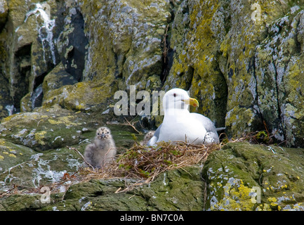 Vista di un gabbiano di aringhe e di nidificazione di pulcino su una scogliera in Hallo Bay, Katmai National Park, Alaska, estate Foto Stock