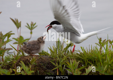 Adulto Arctic Tern alimenta il suo pulcino a Potter Marsh vicino a Anchorage in Alaska, Foto Stock