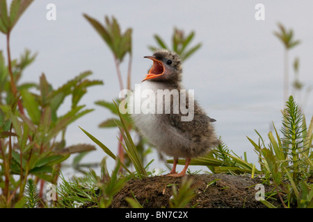 Neonato Arctic Tern pulcino con la bocca aperta e in attesa di essere alimentati a Potter Marsh vicino a Anchorage in Alaska, Foto Stock