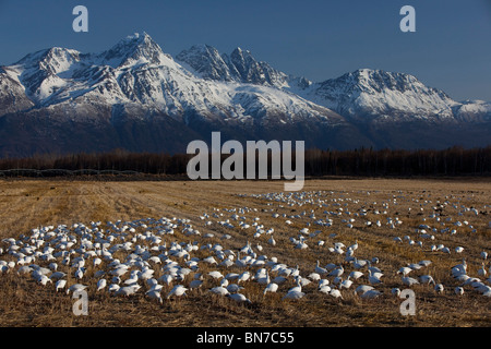 Un grande Stormo di oche delle nevi decollare da un campo vicino Springer Loop Road in Palmer, Alaska Foto Stock