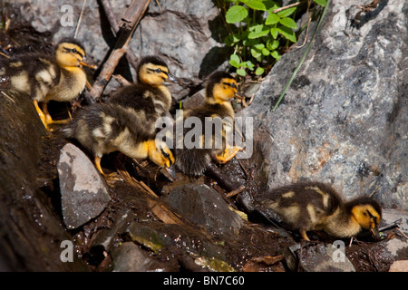 Un gruppo di neonato Mallard pulcini a piedi attraverso le rocce sul modo di acqua vicino indiano Turnagain lungo il braccio, Alaska Foto Stock
