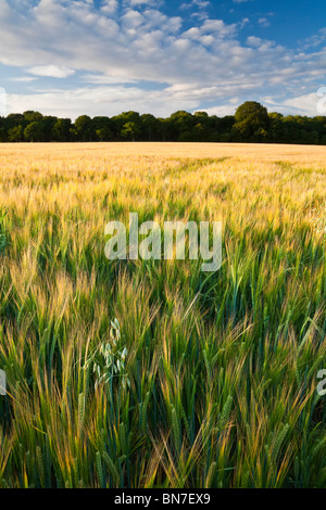 Lonely avena nel campo di maturazione raccolto di orzo su Litchfield giù Hampshire REGNO UNITO Foto Stock