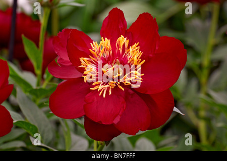 Peonie erbacee 'Buckeye Belle' in fiore Foto Stock