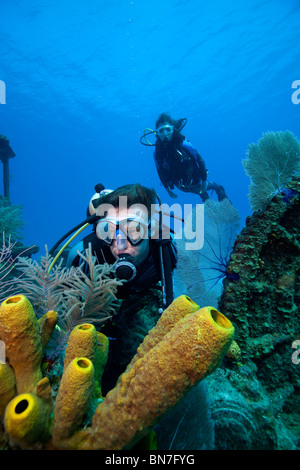 I subacquei guardare spugne tubo crescente sul relitto del Doc Poulson, Grand Cayman Foto Stock