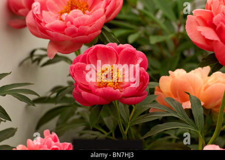 Peonie erbacee 'Coral Charme" in fiore Foto Stock