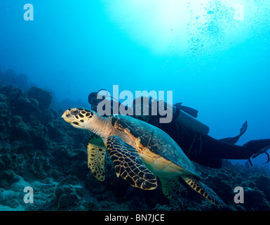 Subacquei osservare la tartaruga embricata (Eretmochelys imbricata) durante una immersione in Grand Cayman Foto Stock