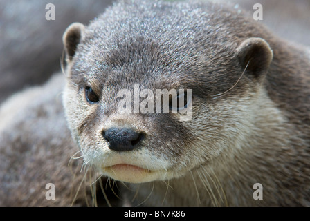 Orientali o Asian Small artigliato Otter Aonyx cinerea Foto Stock