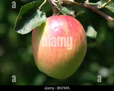 Succosa ripe rosso Apple su un ramo Foto Stock