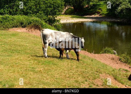 Alimentazione di vitello da madre oltre il fiume Usk llanvihangel gobion vicino a abergavenny monmouthshire Galles del Sud Foto Stock