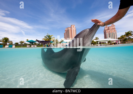 Trainer con Atlantic Bottlenose Dolphin al Dolphin Cay, Atlantis, Paradise Island Resort, Bahamas Foto Stock