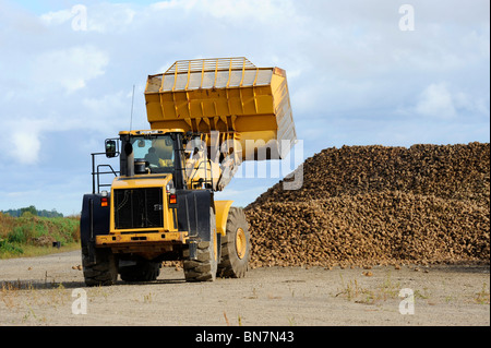 Area di raccolta per i prodotti agricoli raccolti di barbabietole prima della lavorazione a Bad Axe Michigan dalla Pioneer Sugar Company Foto Stock