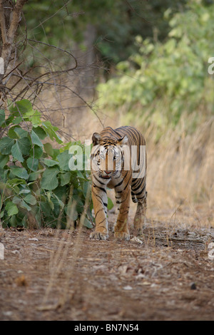 Una tigre del Bengala a muoversi in un habitat di macchia foresta di Ranthambore Riserva della Tigre, Rajasthan in India. ( Panthera Tigris ) Foto Stock