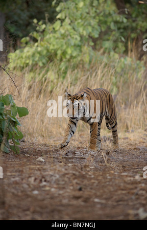 Una tigre del Bengala a muoversi in un habitat di macchia foresta di Ranthambore Riserva della Tigre, Rajasthan in India. ( Panthera Tigris ) Foto Stock